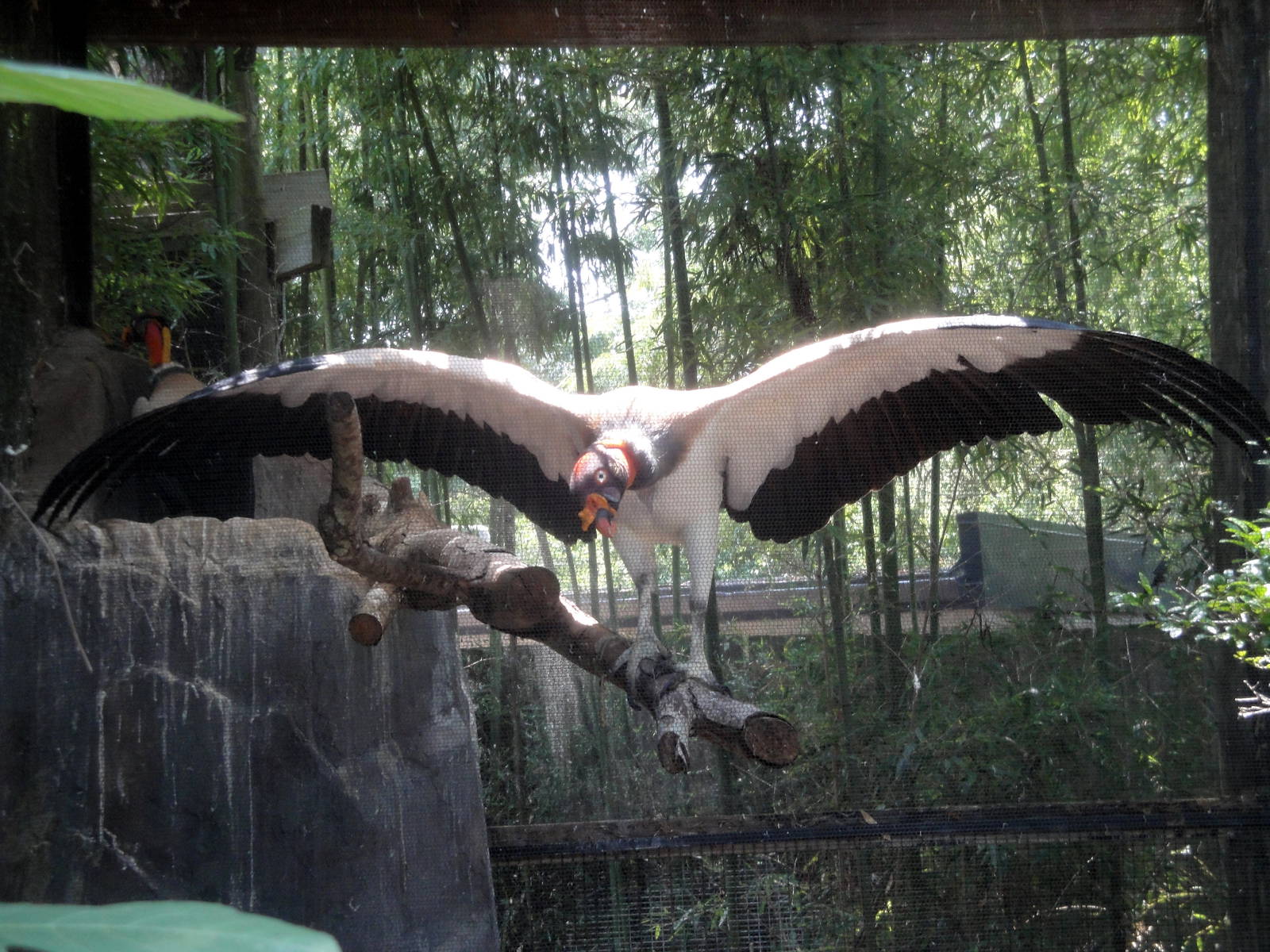 King Vultures