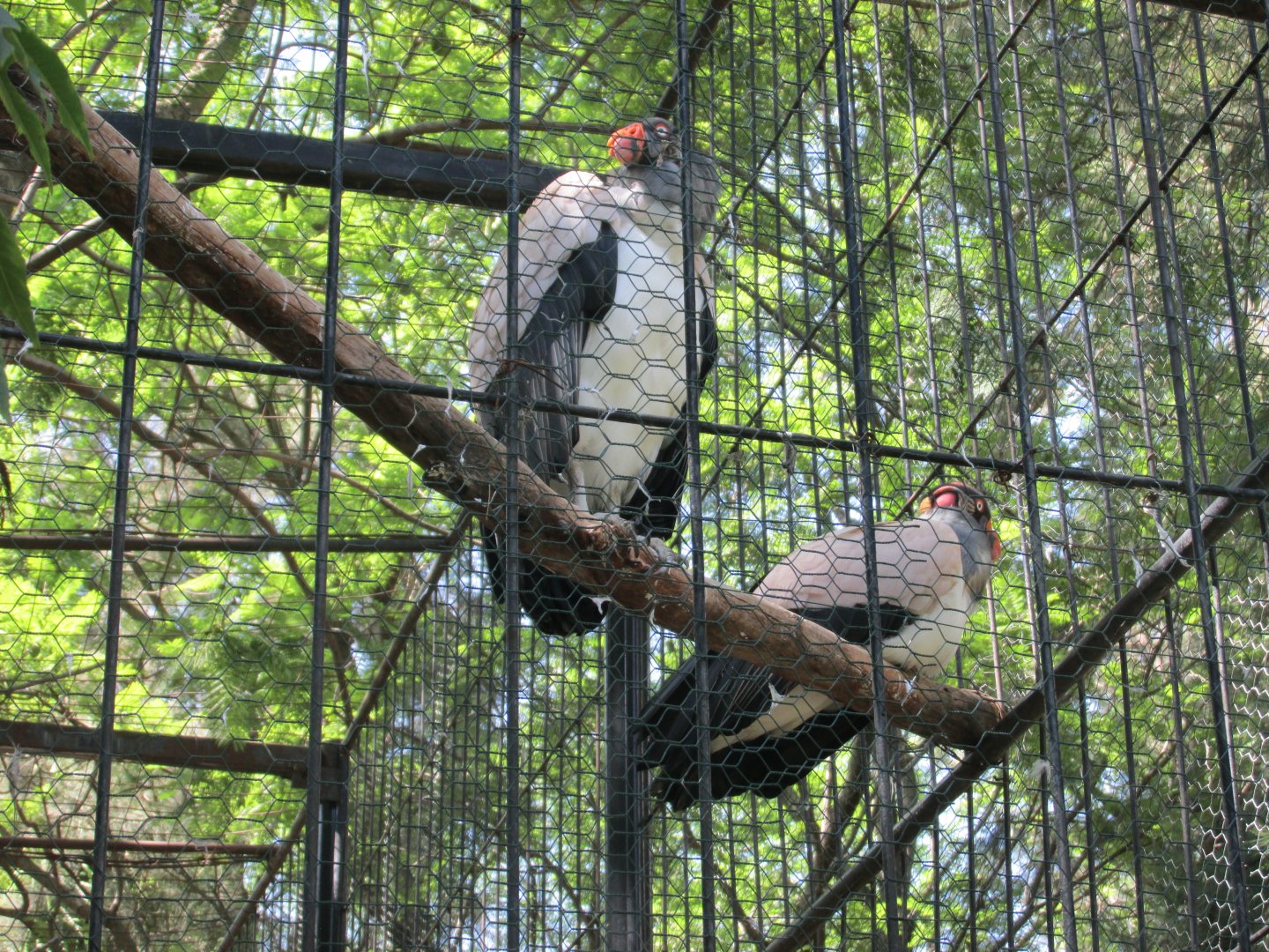 KING VULTURES