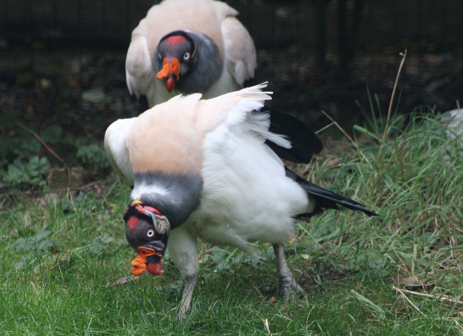 King vultures