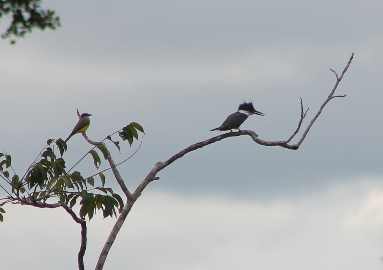 Kingbird ( ID ) and Belted kingfisher