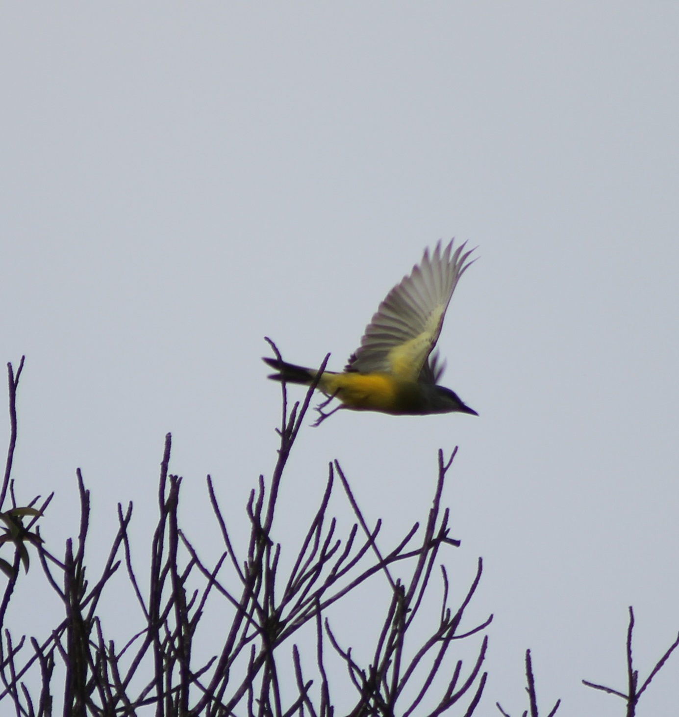 Kingbird ID