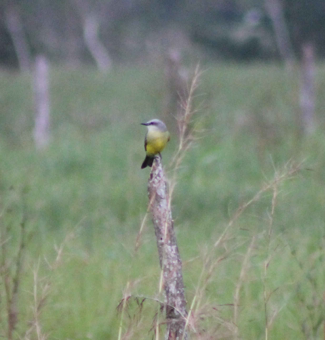 Kingbird ID