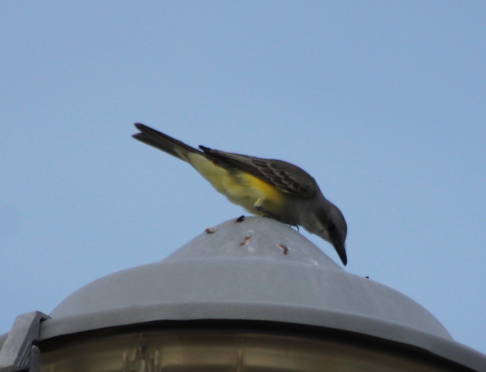 Kingbird species ID