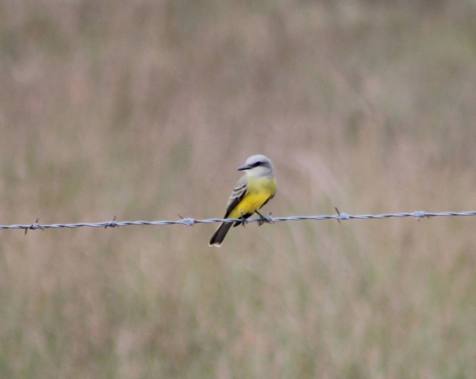 Kingbird species ID