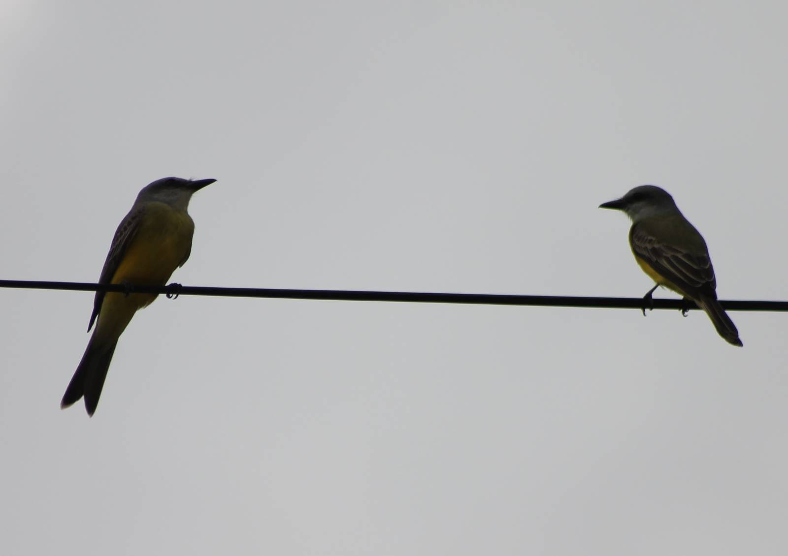 Kingbirds ID