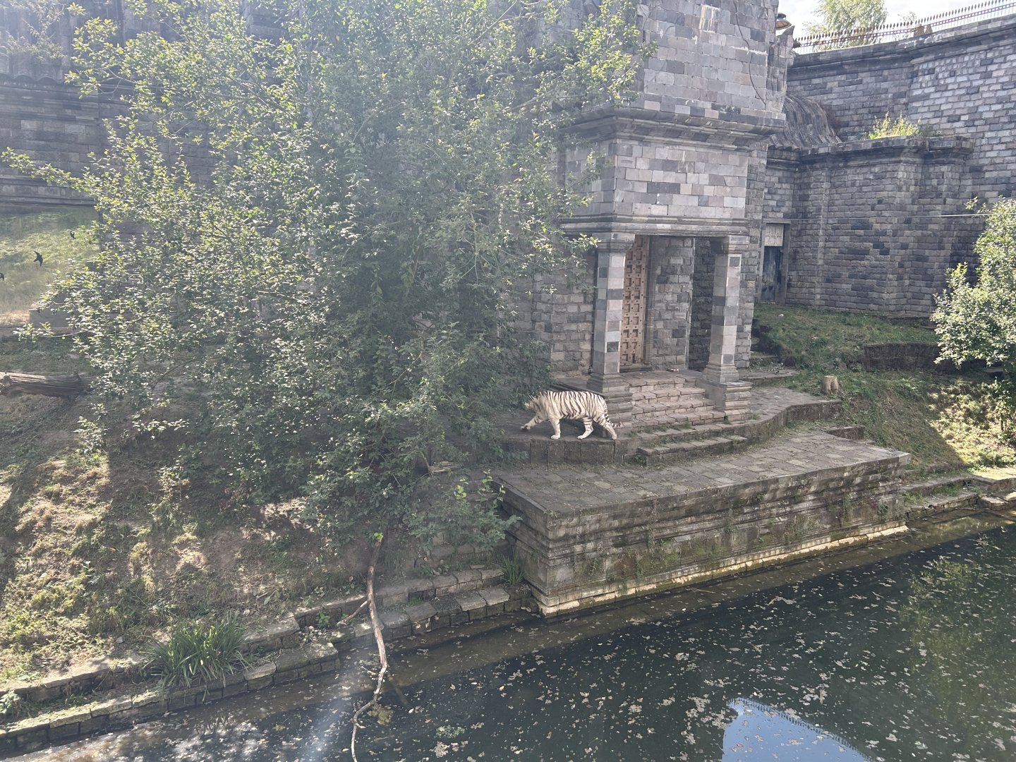 Kingdom of Ganesha - White Tiger Exhibit