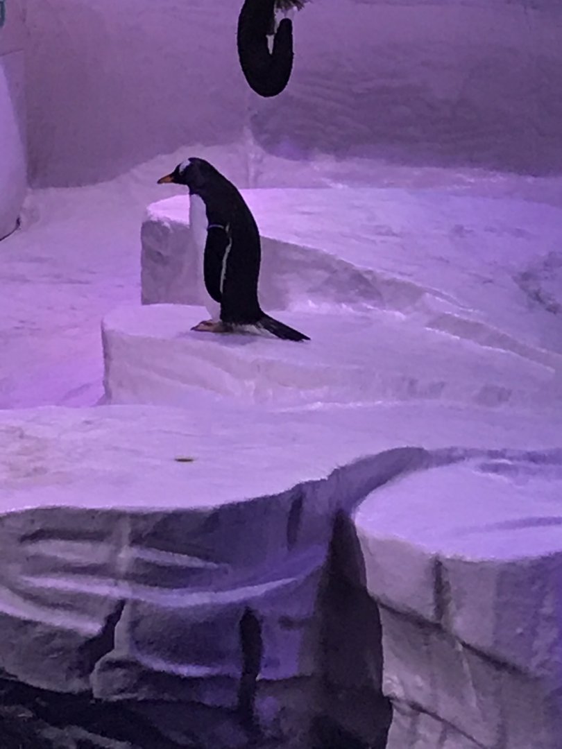 Kingdom of Ice - Gentoo penguin 260519