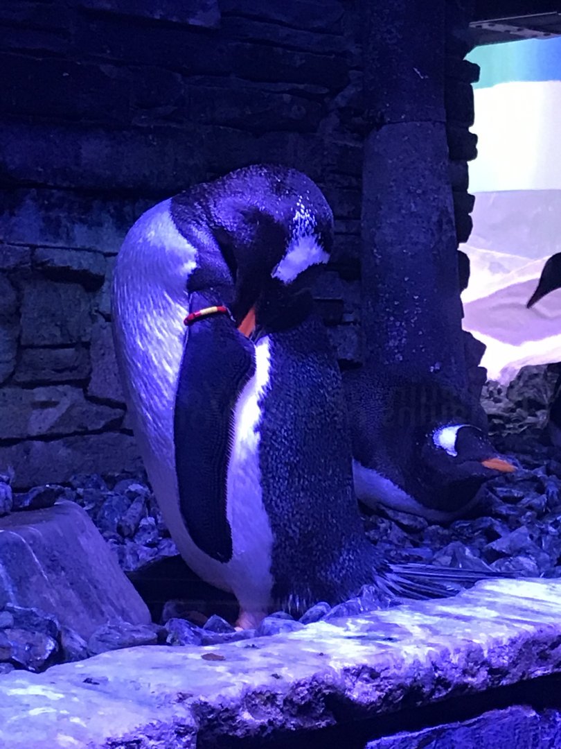 Kingdom of Ice - Gentoo penguin 260519