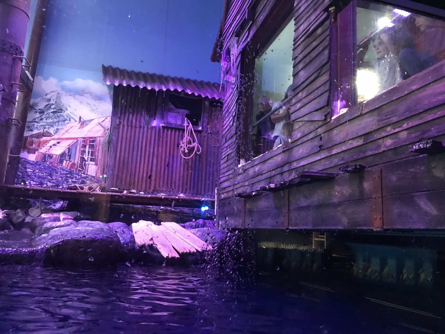 Kingdom of Ice - Gentoo penguin exhibit 260519