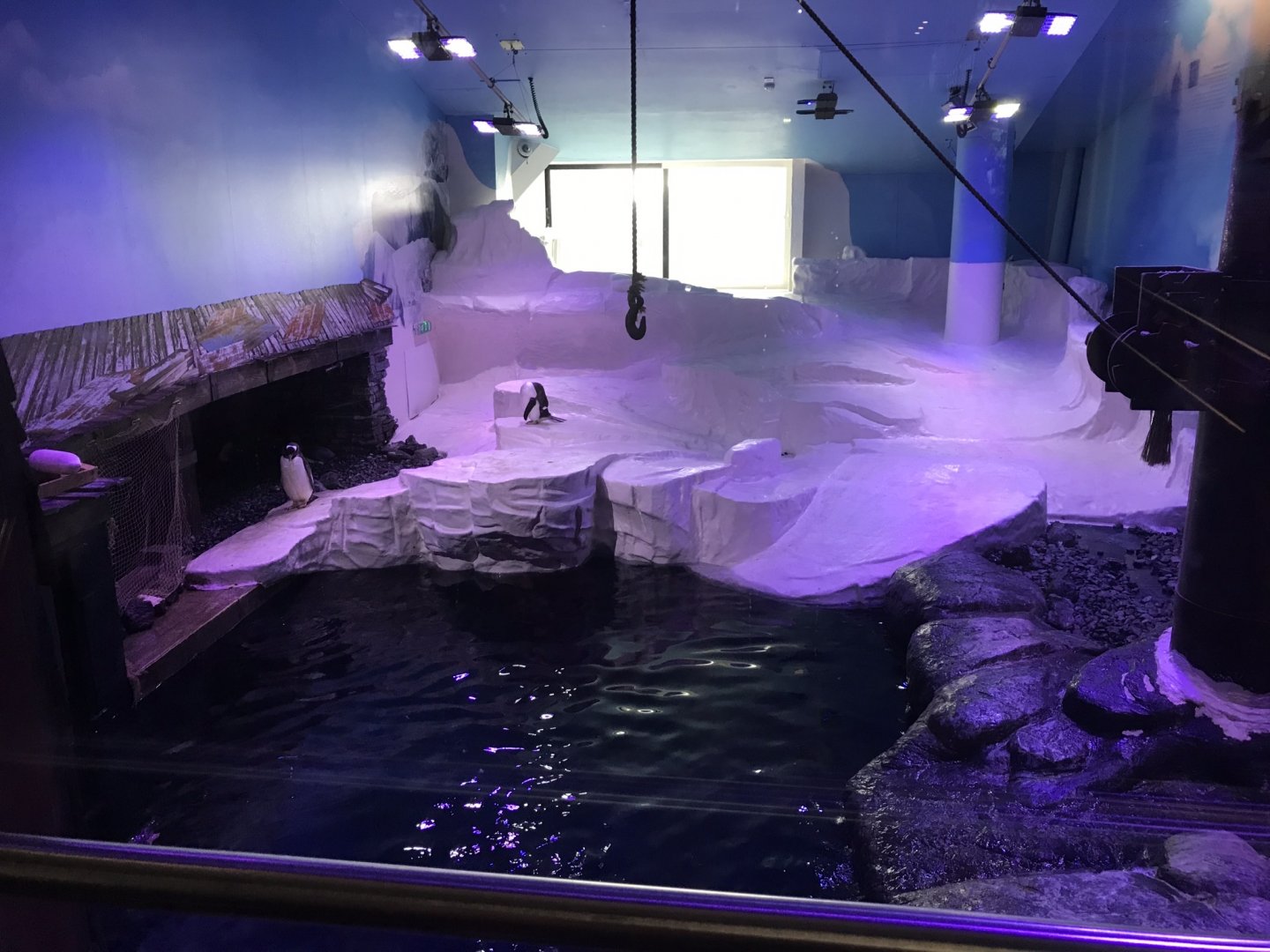 Kingdom of Ice - Gentoo penguins 260519