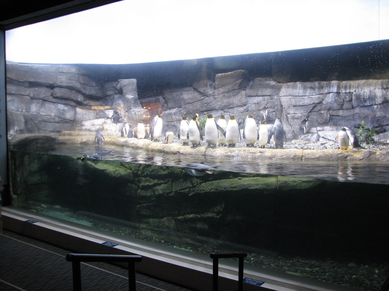 Kingdom of Penguins