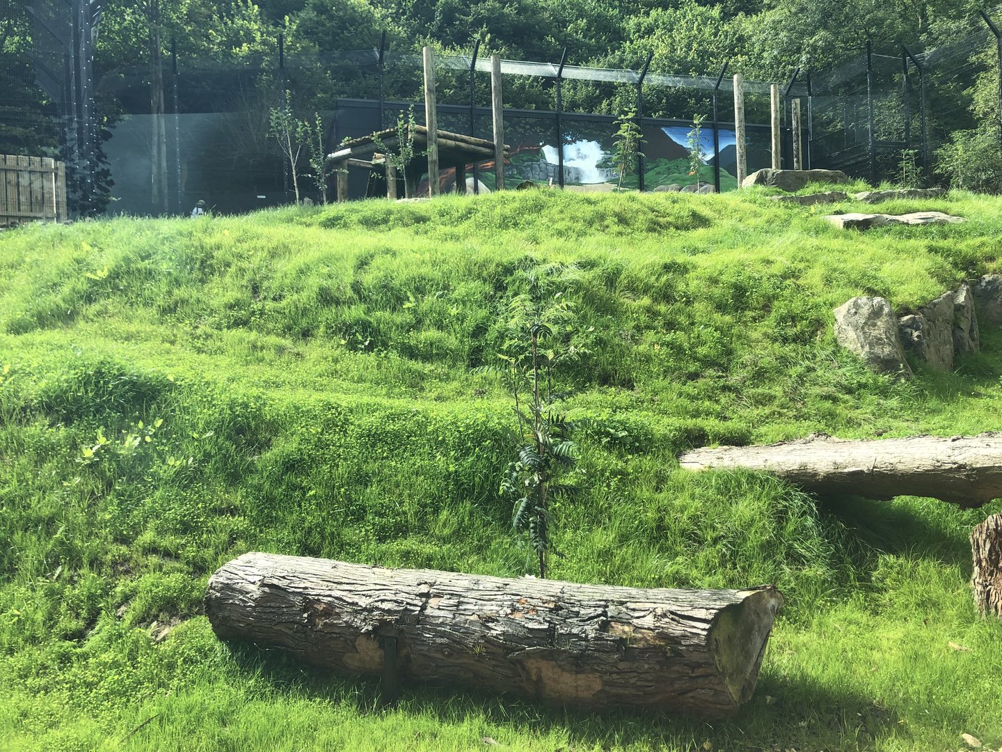 Kingdom of the Barbary Lion