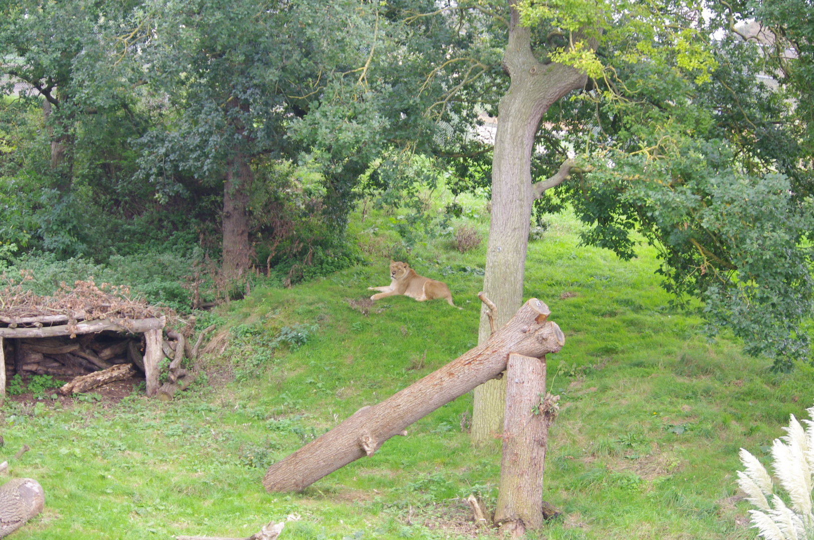 Kingdom of the Lion- 1/10/2023