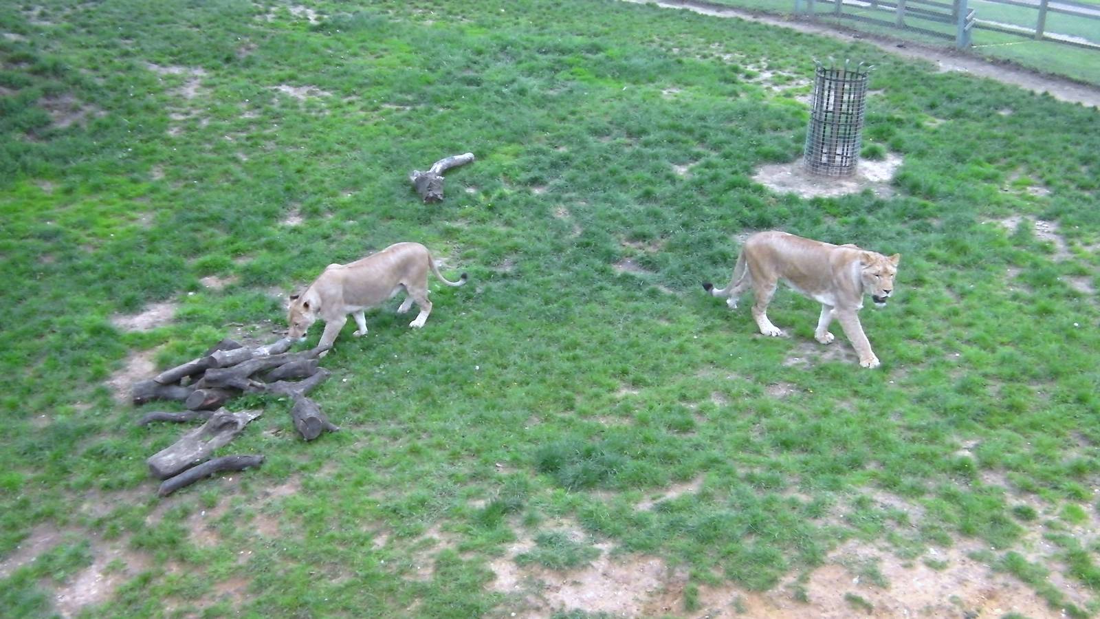 Kingdom of the Lion - 25.07.2011