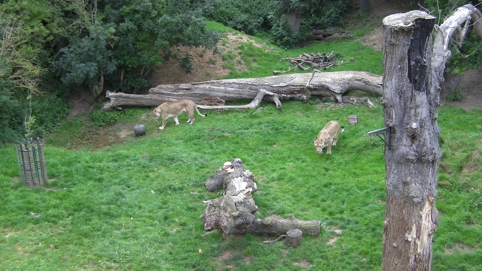 Kingdom of the Lion - 25.07.2011