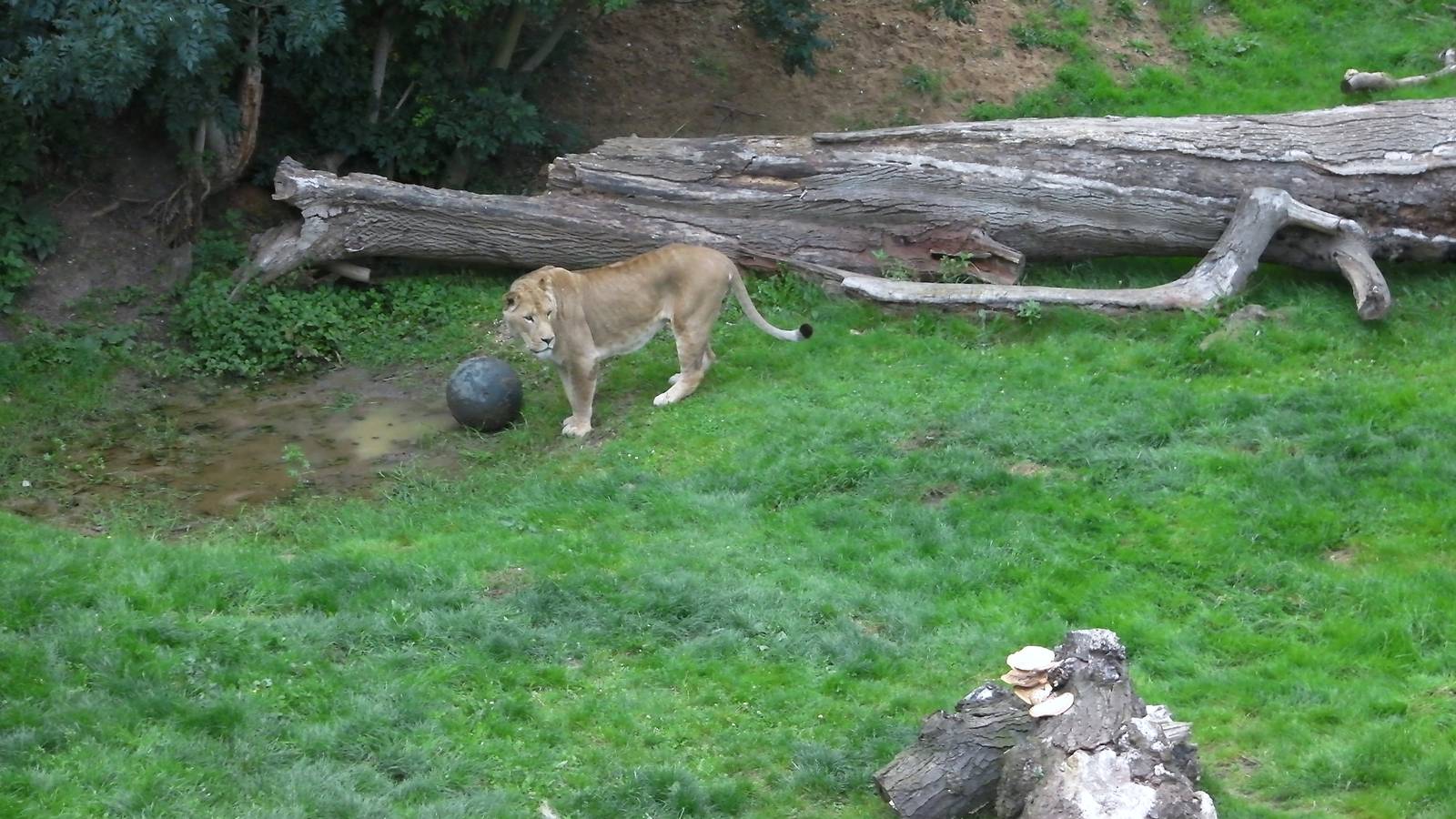 Kingdom of the Lion - 25.07.2011