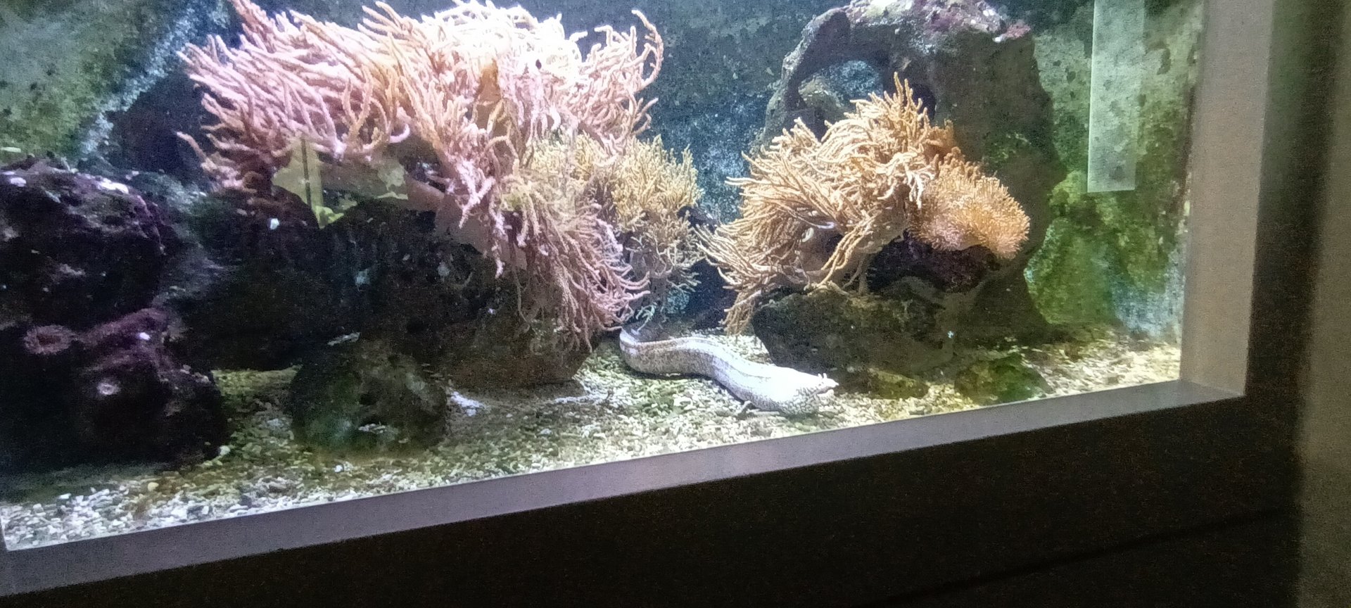 Kingdom of the Morays Tank