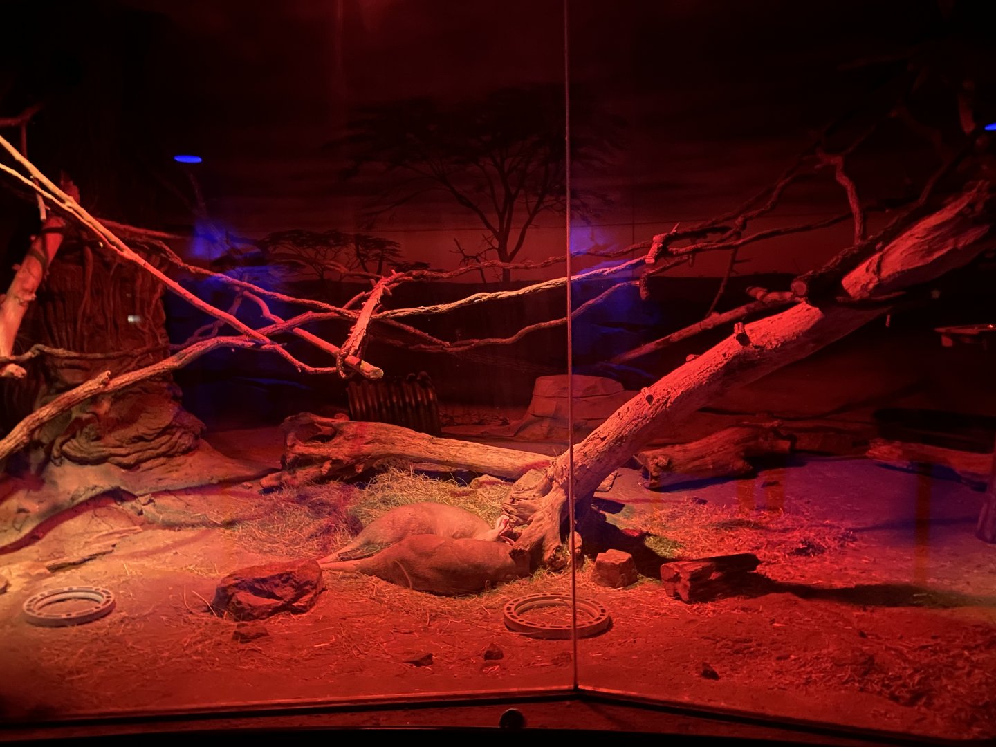 Kingdom of the Night - Aardvark/Brushtail Porcupine/Greater Galago Exhibit