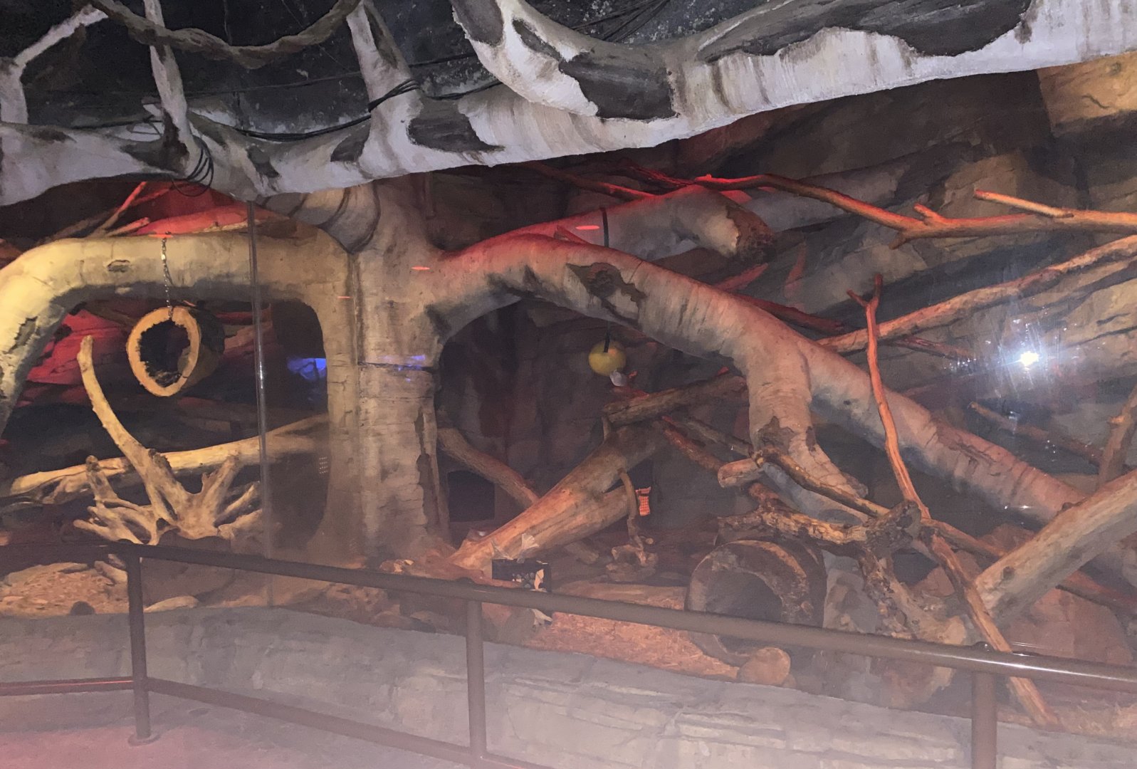 Kingdom of the Night - Fossa Exhibit