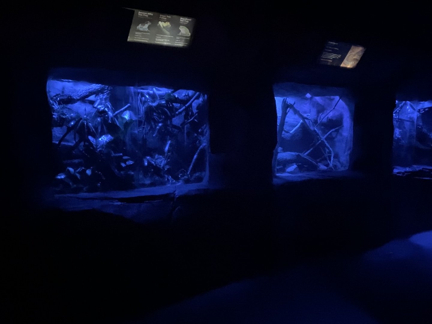 Kingdom of the Night - Green Tree Python/Amazon Milky Frog/Magnificent Tree Frog