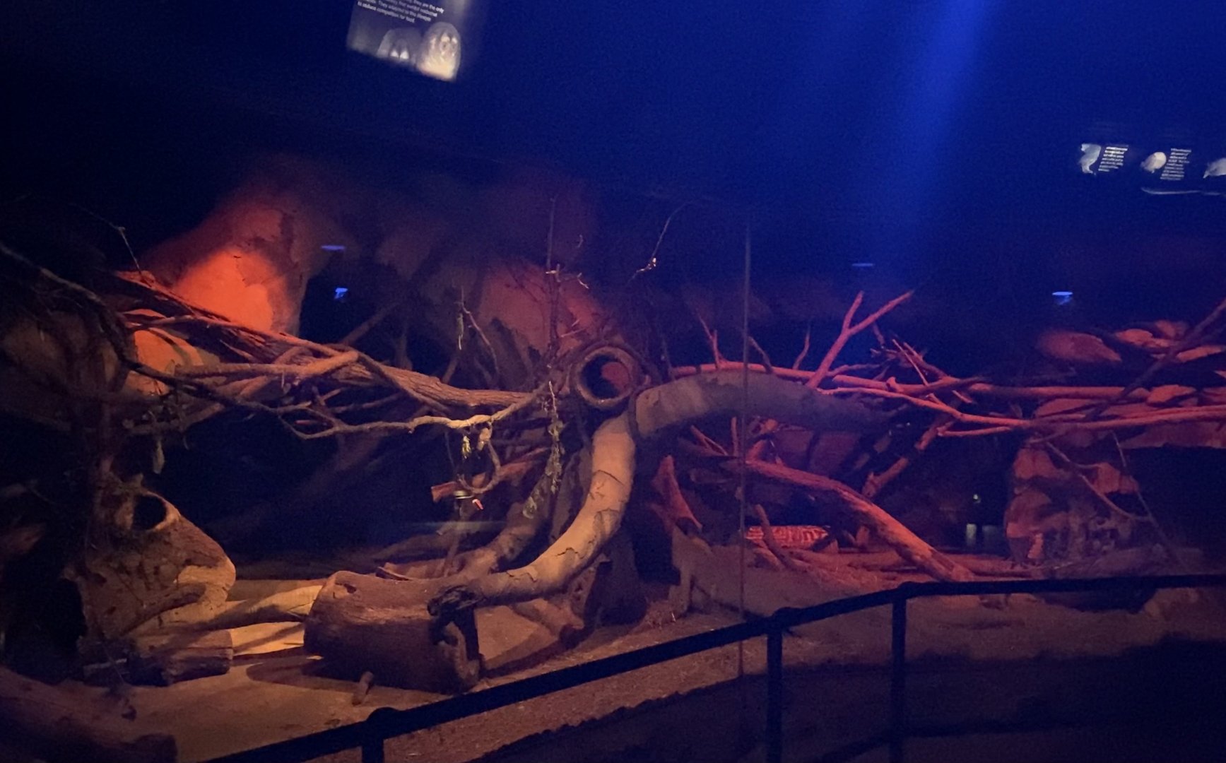 Kingdom of the Night - Prehensile-Tailed Porcupine/Night Monkey/Azara’s Agouti/Nine-Banded Armadillo/Screaming Hairy Armadillo/Six-Banded Armadillo Ex