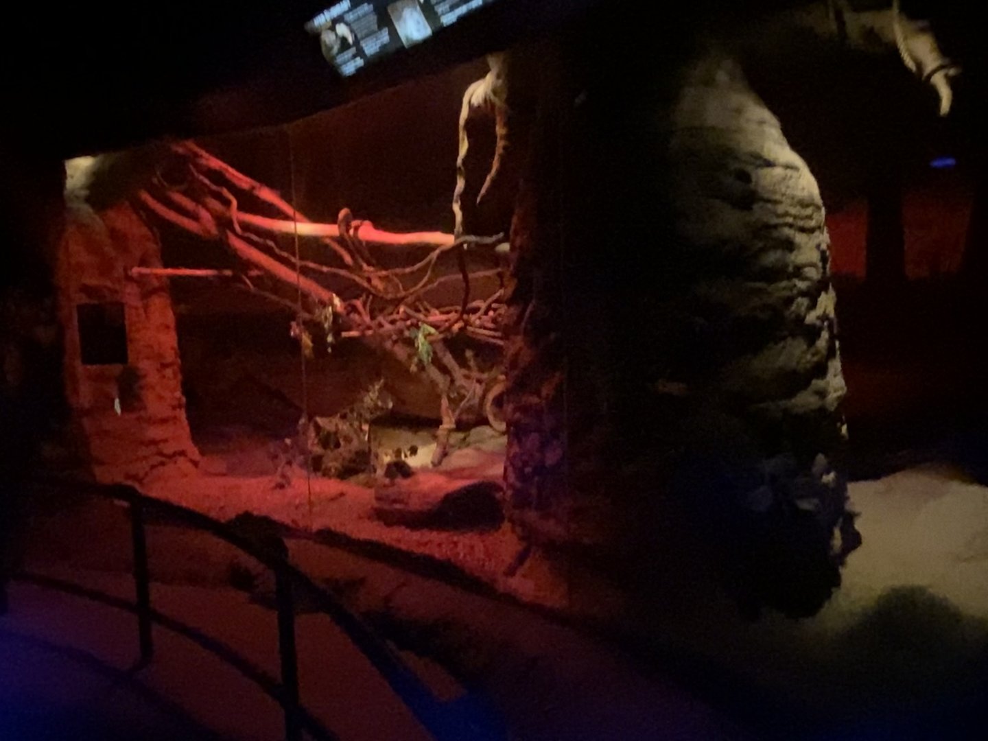 Kingdom of the Night - South African Springhas/Potto/Hoffman’s Two-Toed Sloth Exhibit