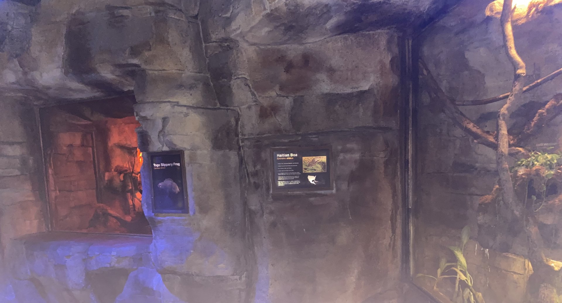 Kingdom of the Night - Togo Slippery Frog & Haitian Boa Terrariums