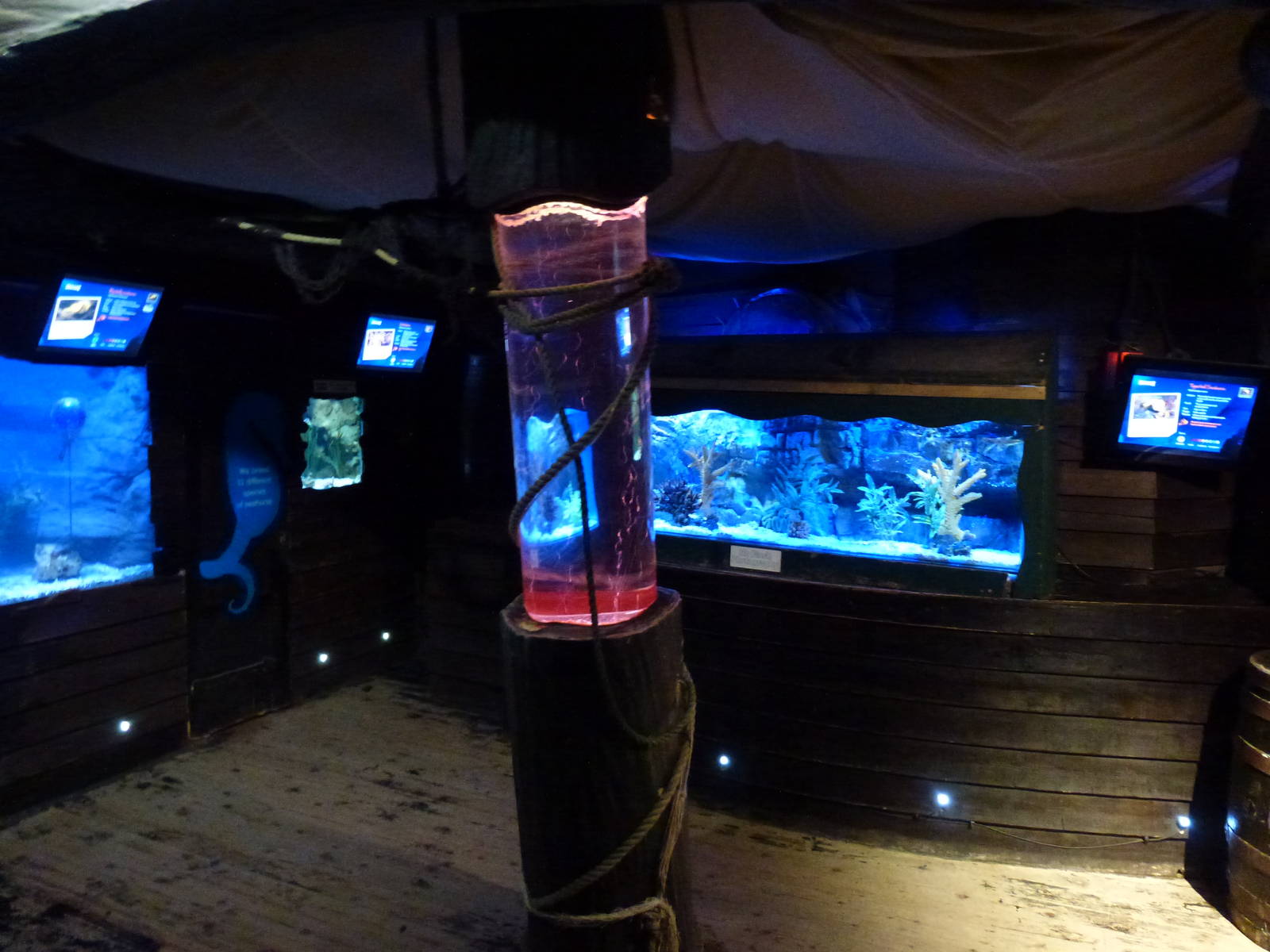 Kingdom of the Seahorse, January 2014