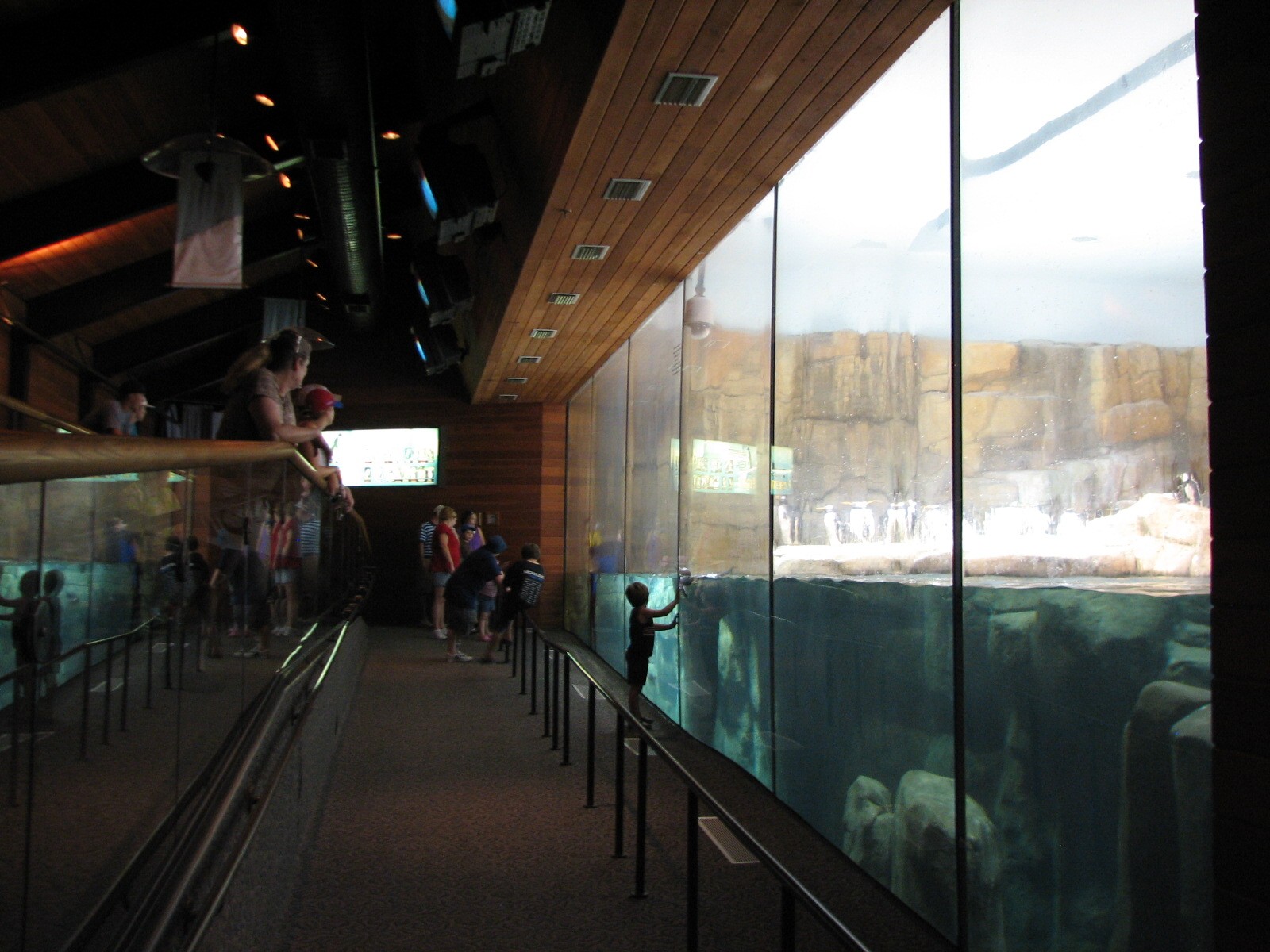 Kingdom of the Seas - South Polar Kingdoms Penguin Exhibit