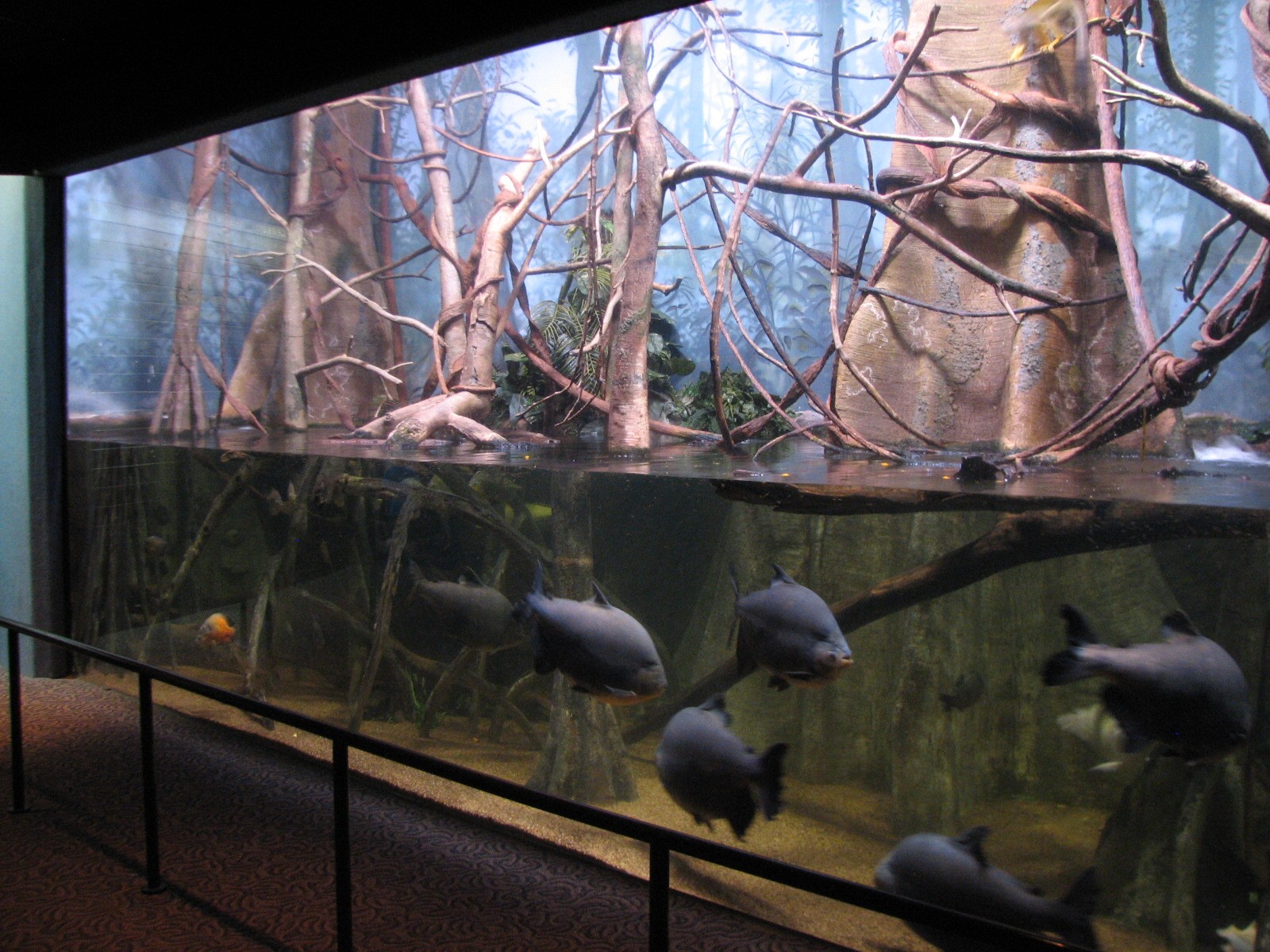 Kingdom of the Seas - Tropical Kingdoms Amazon Exhibit