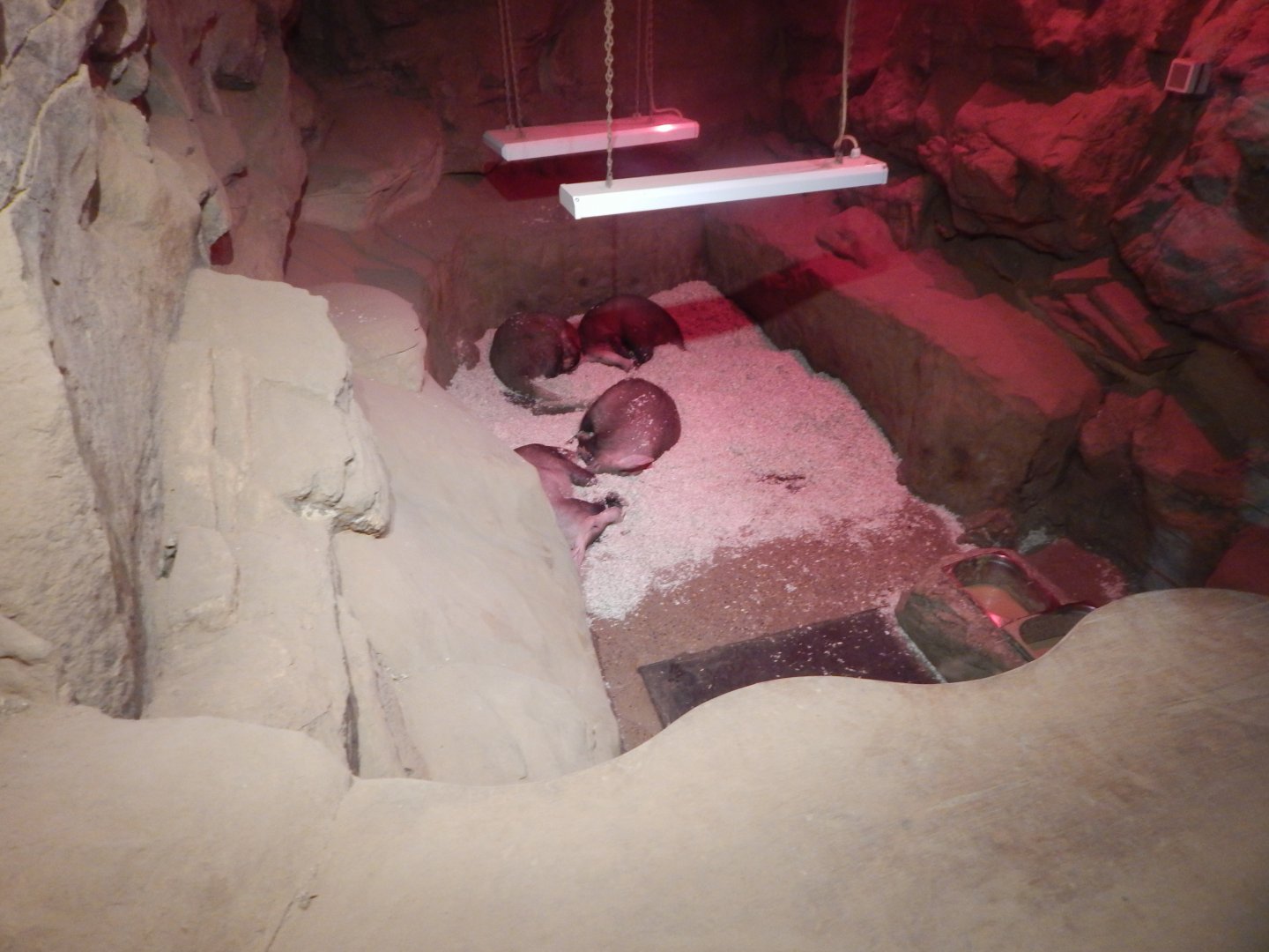 Kingdom of the Wild - Aardvark enclosure 140921