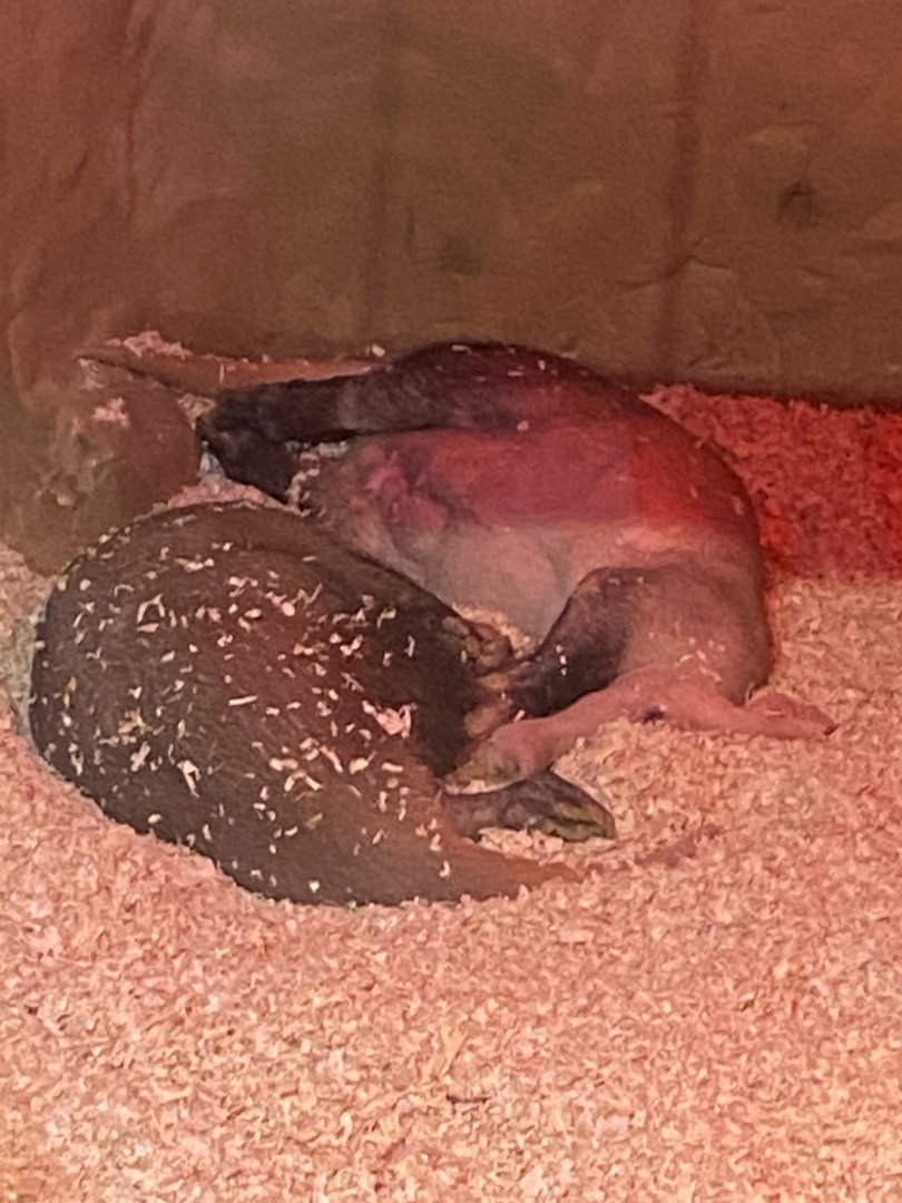 Kingdom of the Wild - Aardvarks 110925