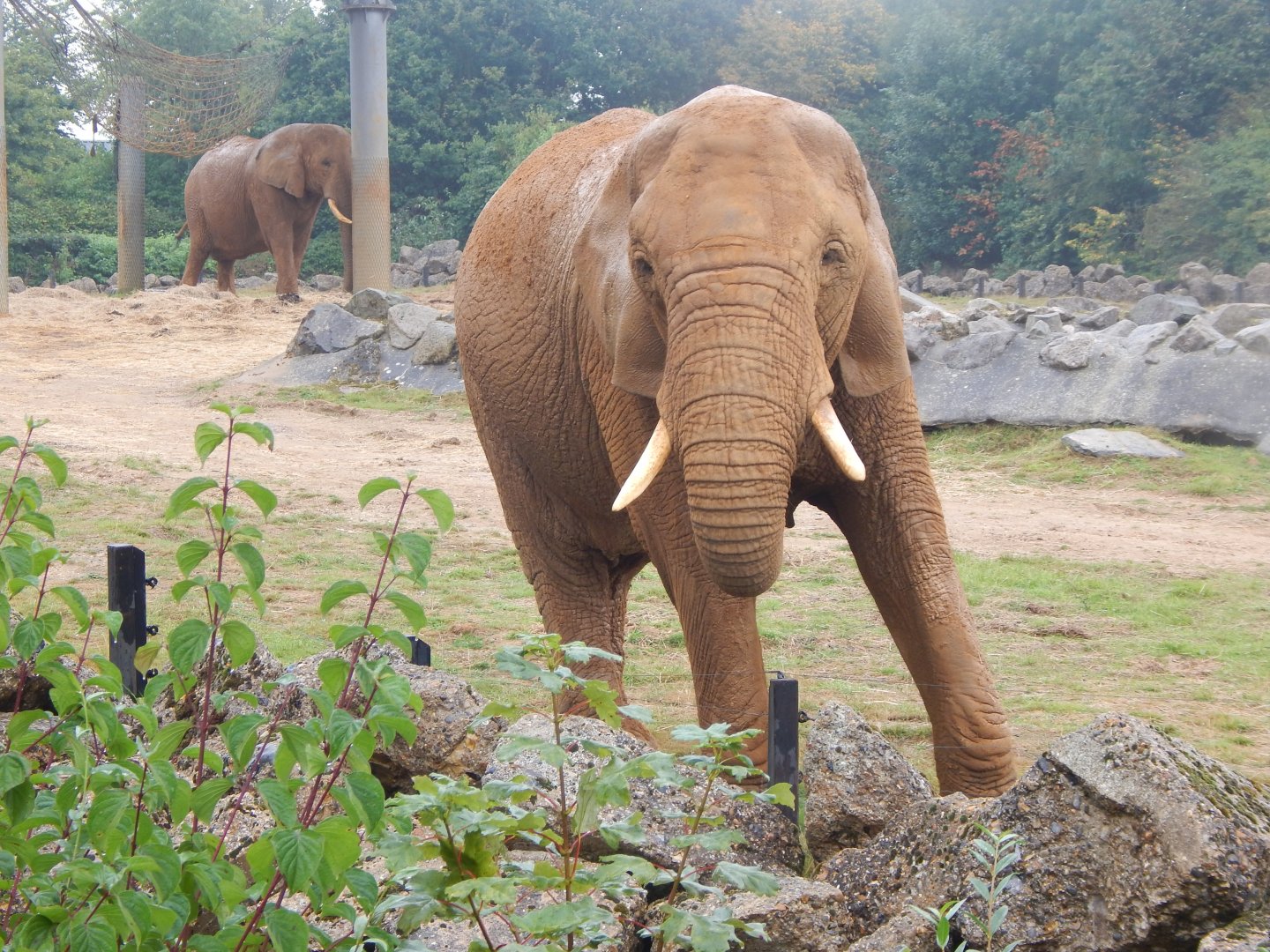 Kingdom of the Wild - African elephant 140921