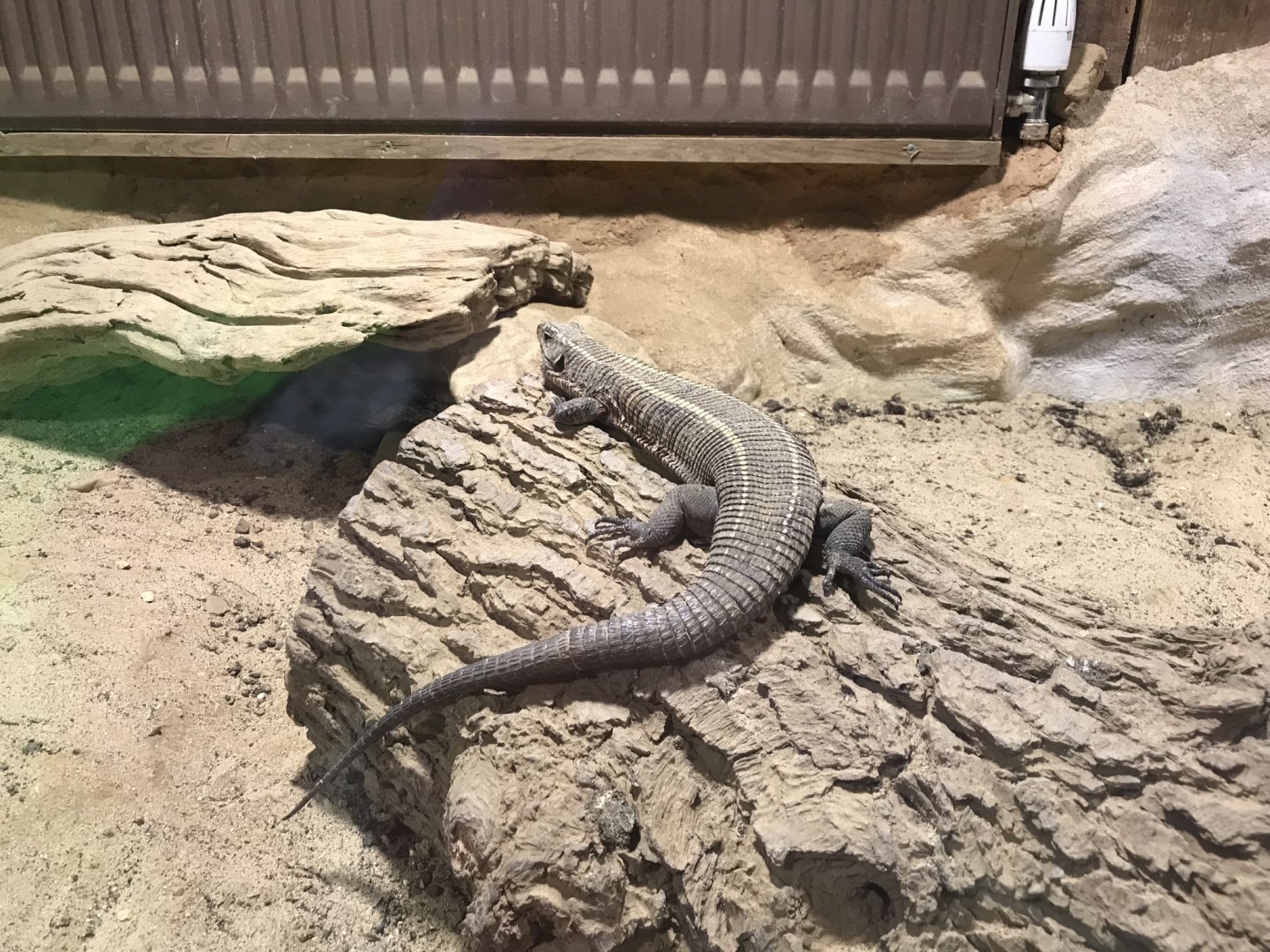 Kingdom of the Wild - African plated lizard 050819