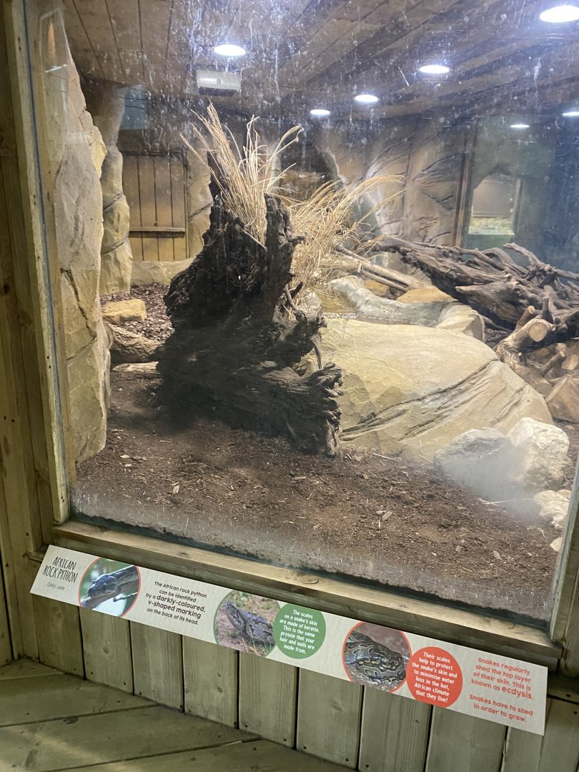 Kingdom of the Wild - African rock python exhibit 140921