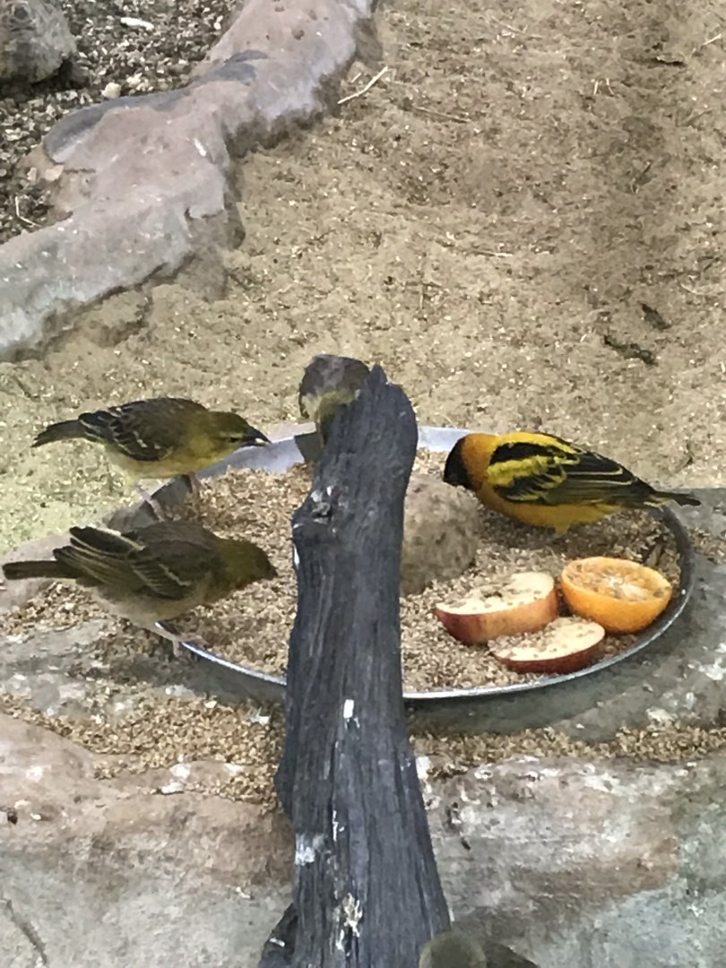 Kingdom of the Wild - Black-headed weavers 050819