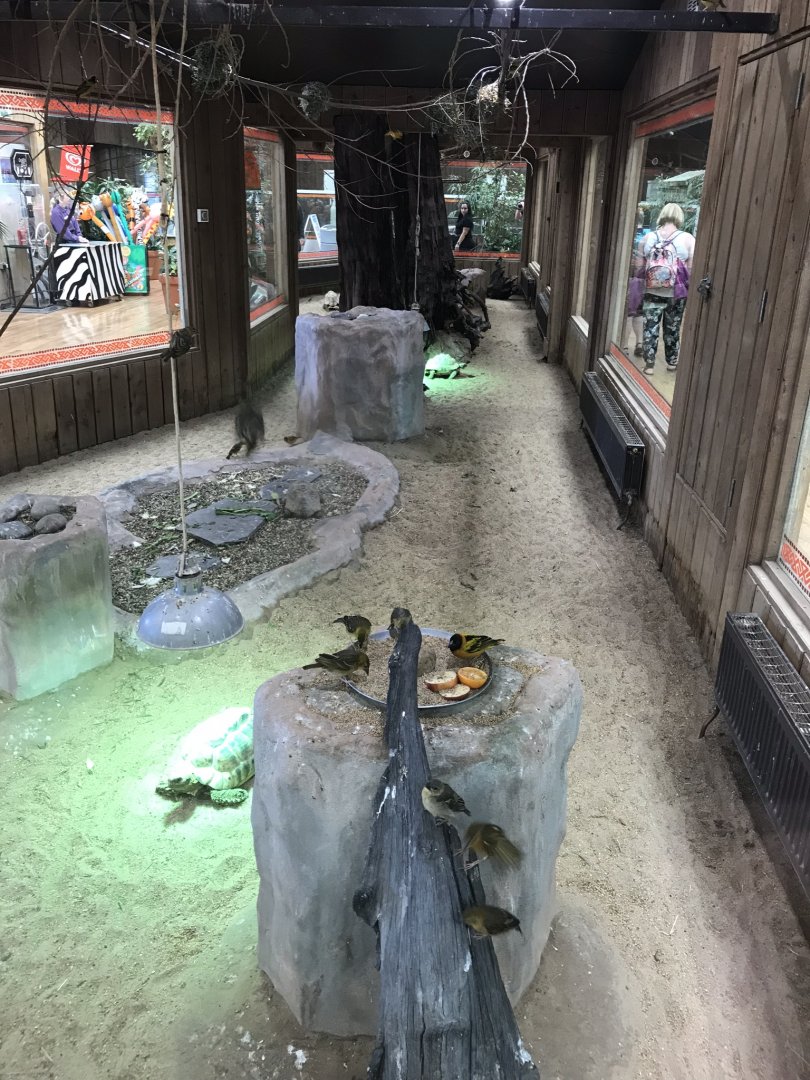 Kingdom of the Wild - Black-headed weavers and Leopard tortoise exhibit 050819