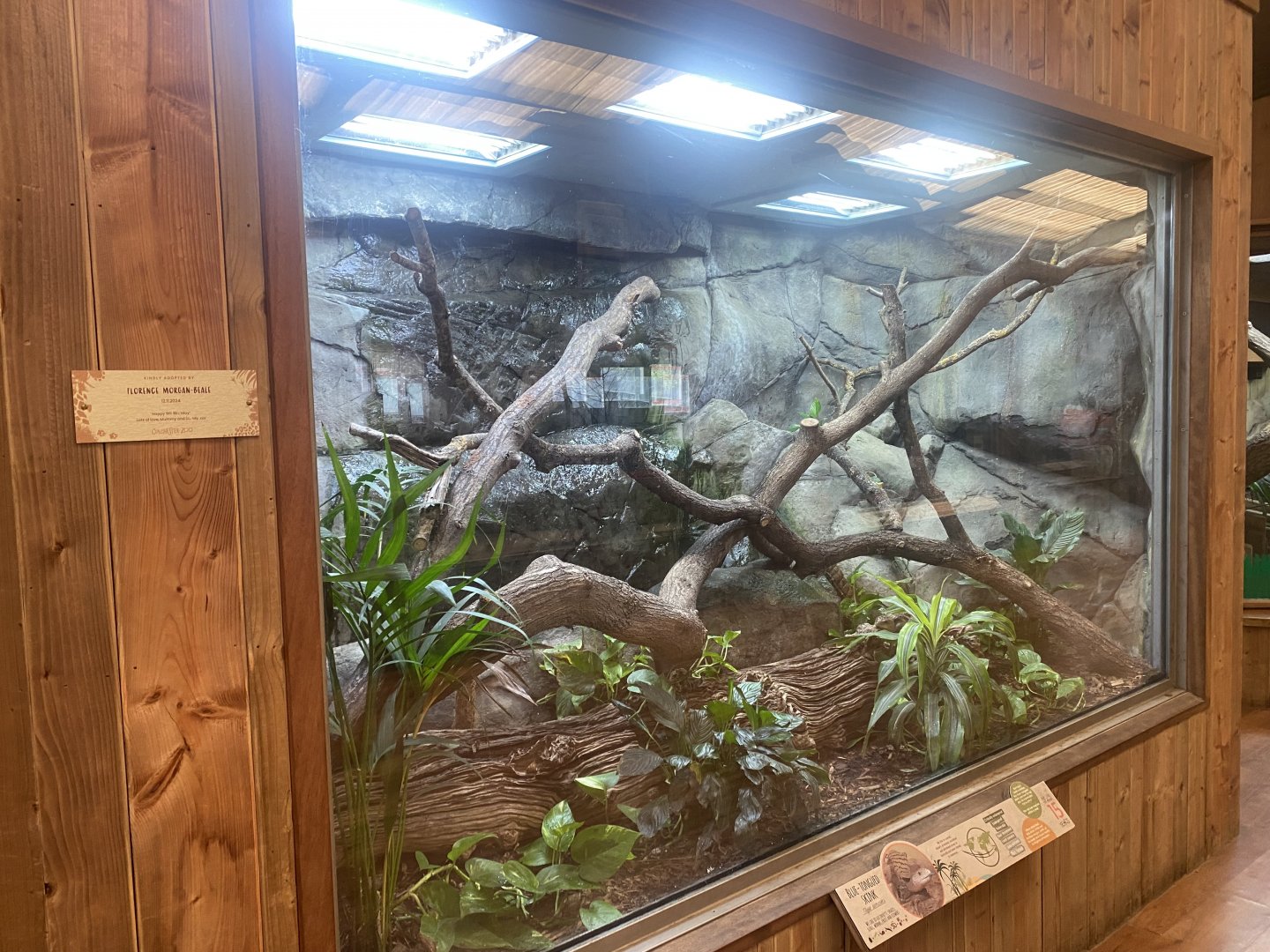 Kingdom of the Wild - Blue-tongues skink exhibit 110925