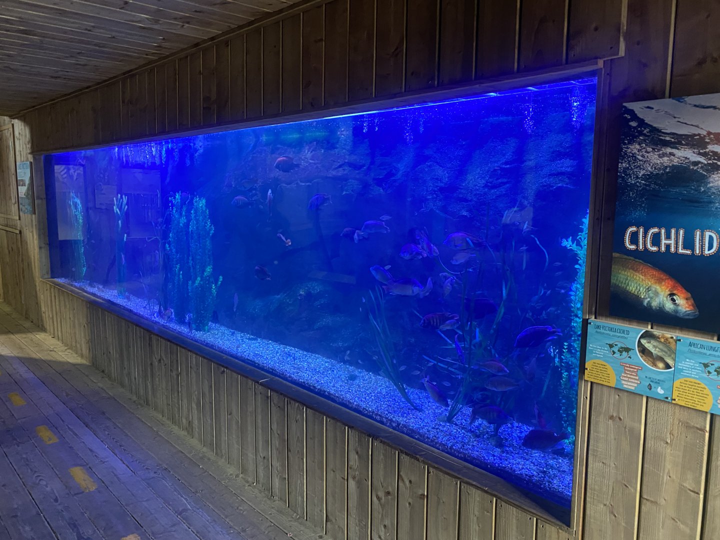 Kingdom of the Wild - Cichlid exhibit 110925