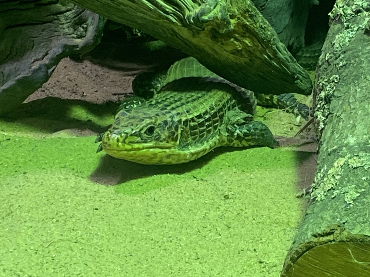 Kingdom of the Wild - Eastern giant plated lizard 110925