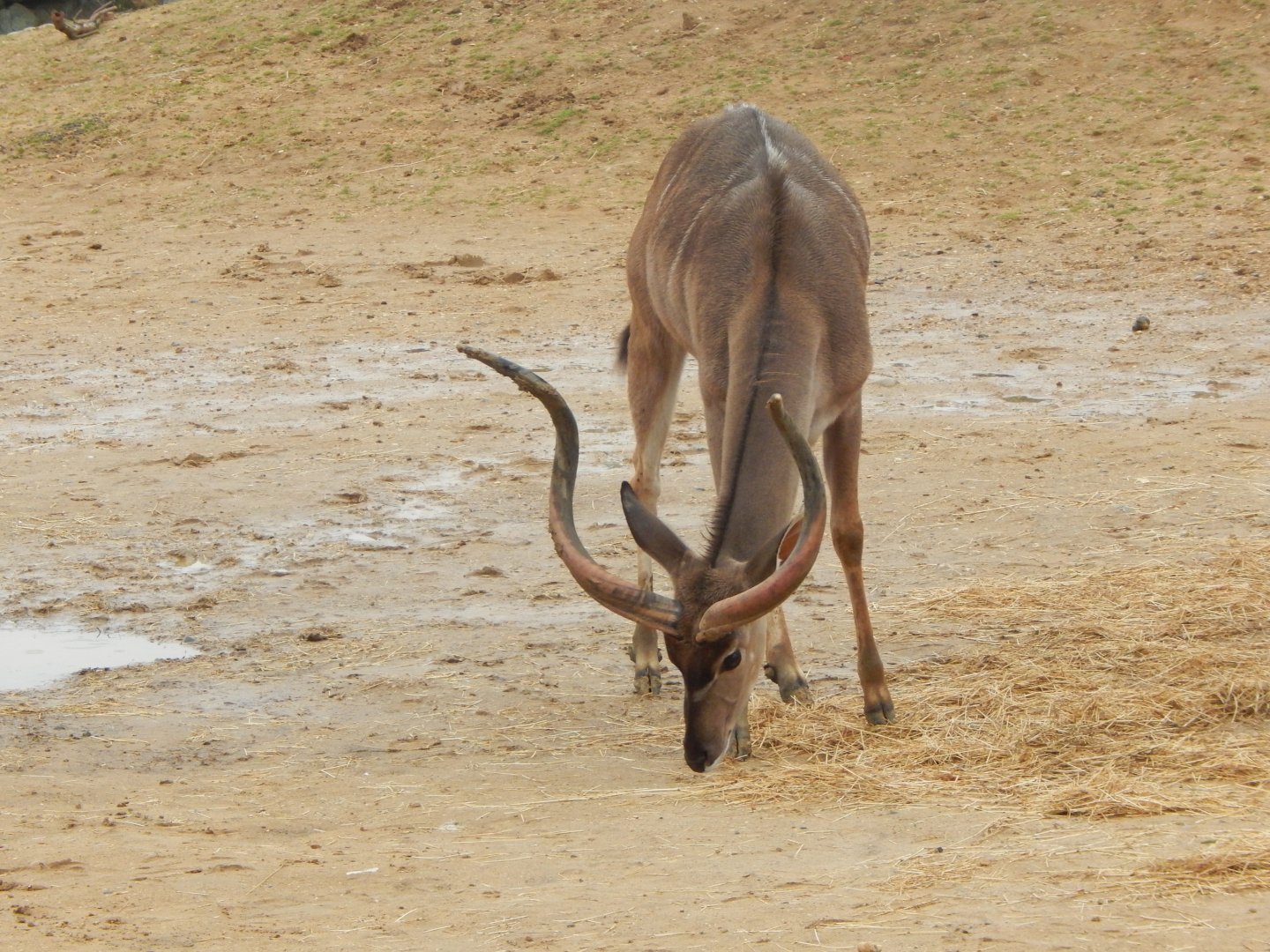 Kingdom of the Wild - Greater kudu 140921