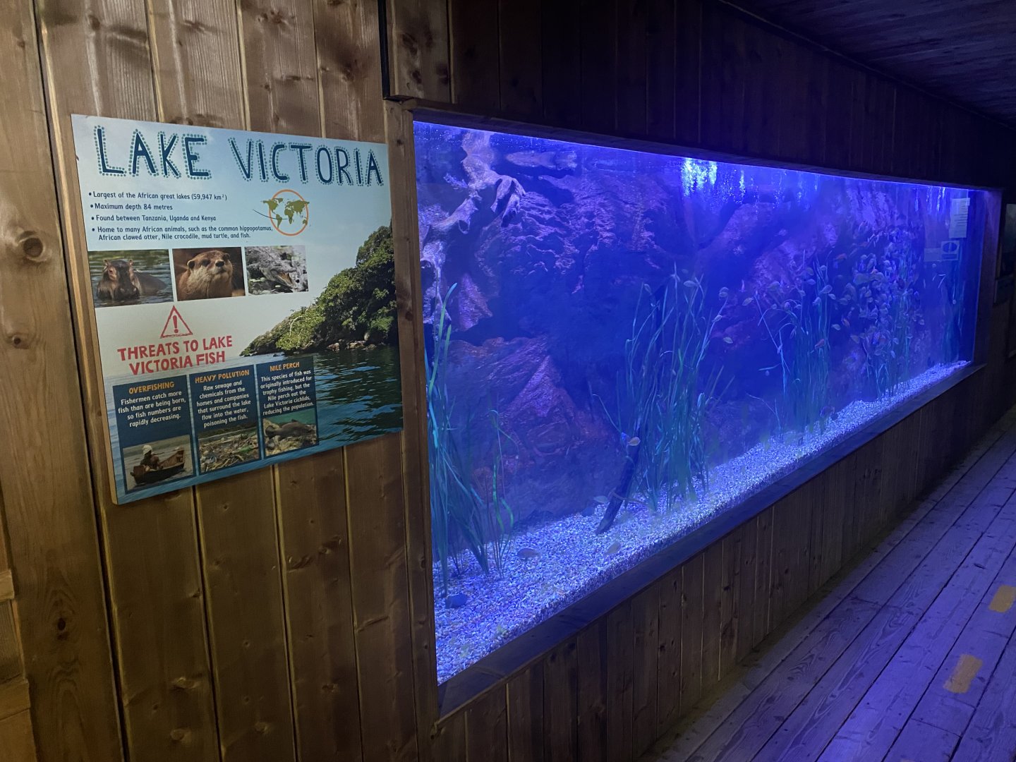 Kingdom of the Wild - Lake Victoria exhibit 140921