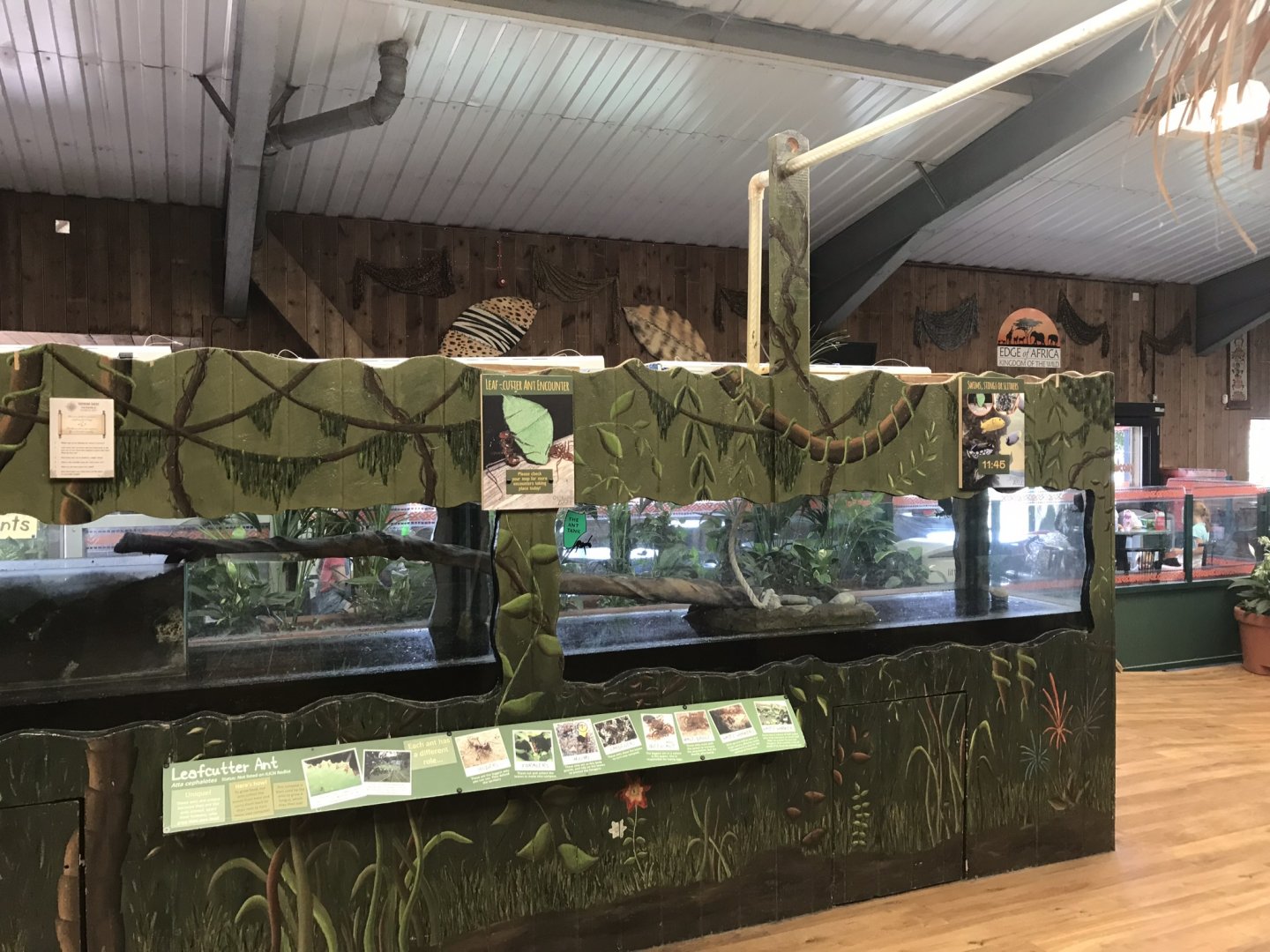 Kingdom of the Wild - leafcutter ant exhibit 050819