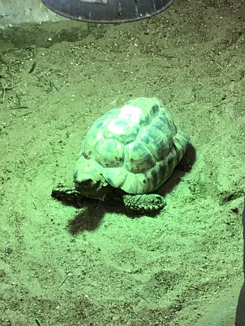 Kingdom of the Wild - Leopard tortoise 050819