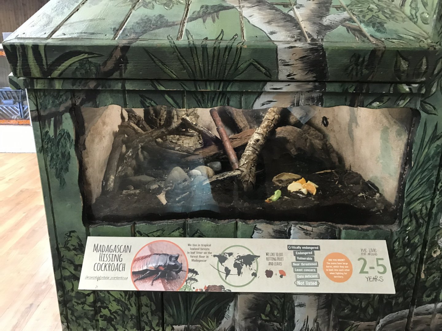 Kingdom of the Wild - Madagascar hissing cockroach exhibit 050819