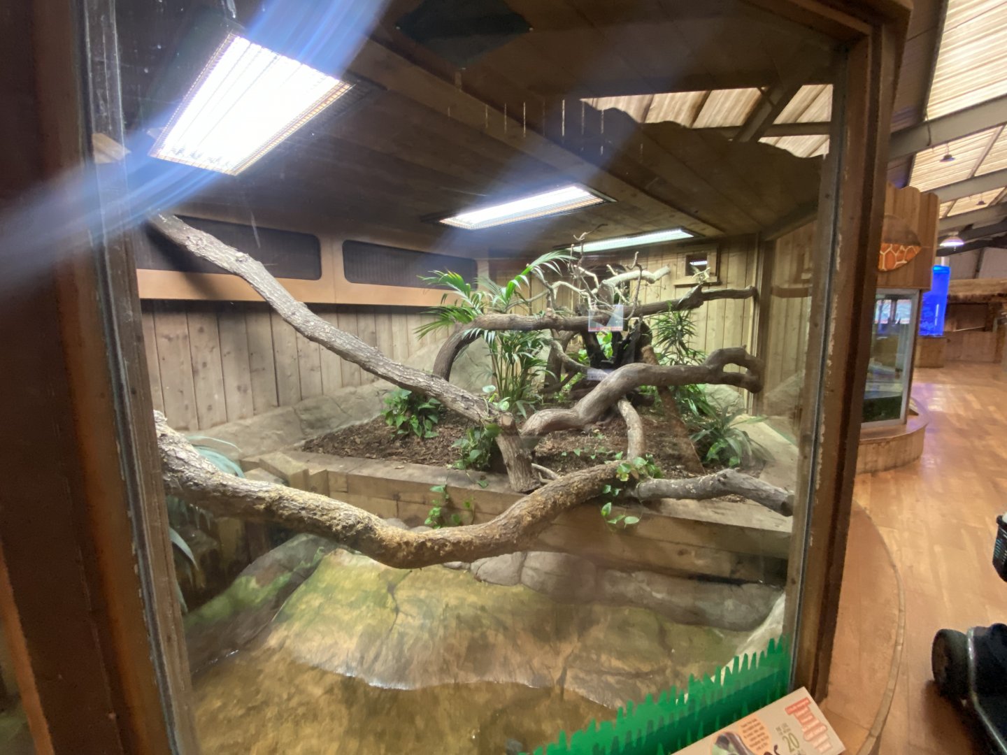 Kingdom of the Wild - Malagasy tree boa exhibit 110925