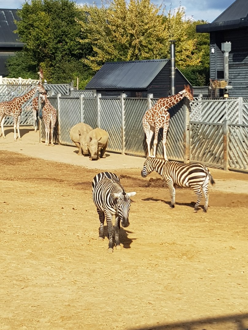 Kingdom of the wild paddock