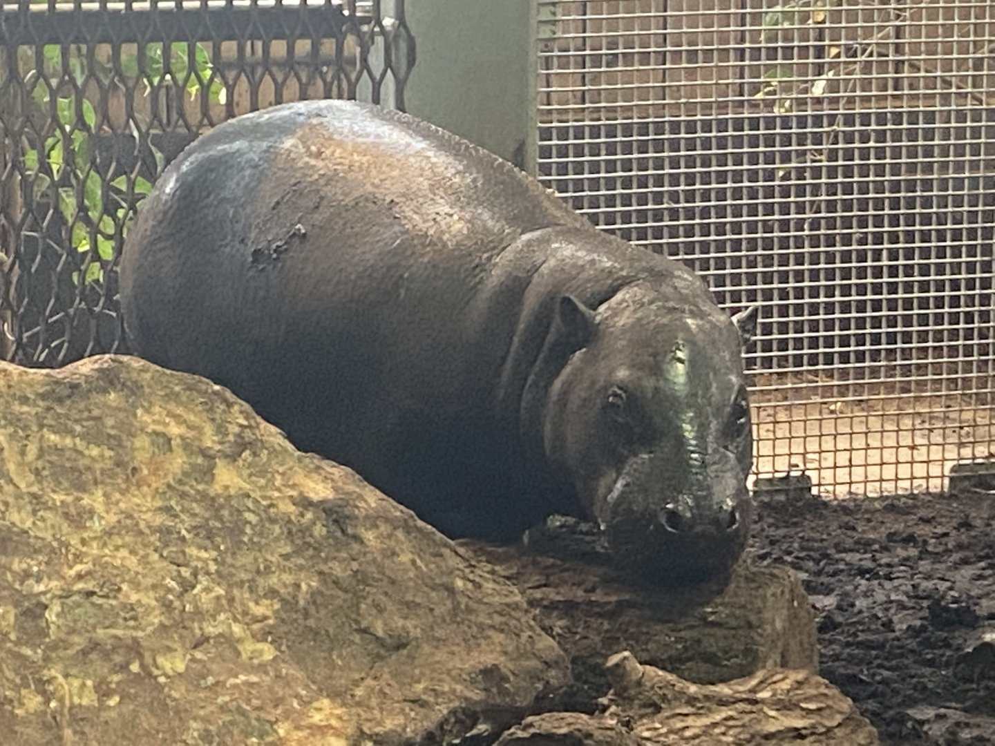 Kingdom of the Wild - Pygmy hippopotamus 140921