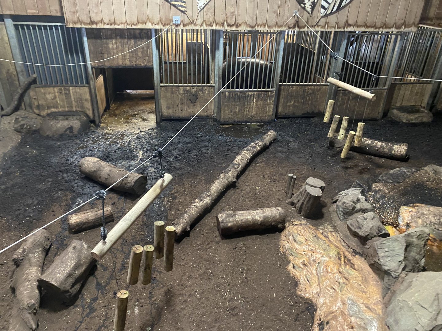 Kingdom of the Wild - Pygmy hippopotamus enclosure 140921