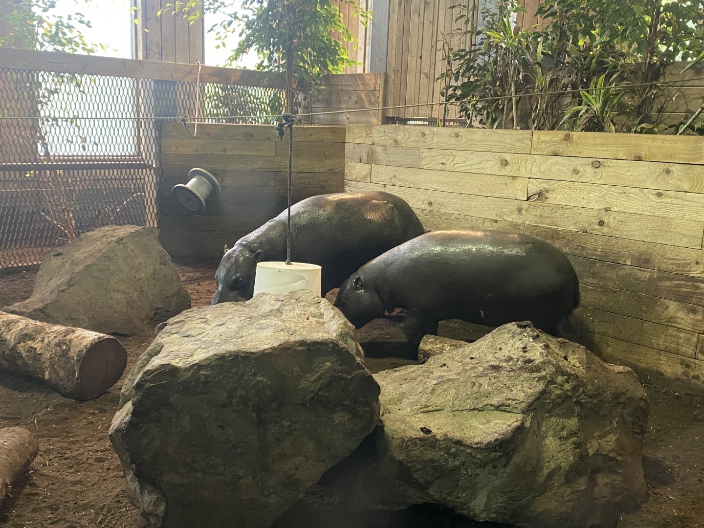 Kingdom of the Wild - Pygmy hippopotamus enclosure 140921